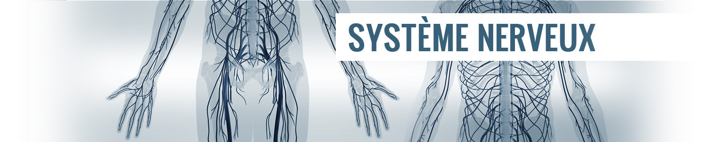 Cerveau & Syst�me nerveux